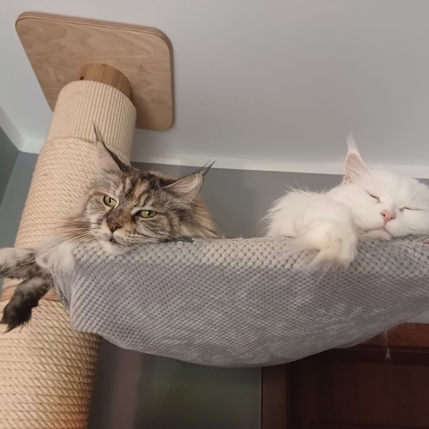 Deux grands chats utilisent simultanément un couchage spacieux sur un griffoir du sol au plafond.