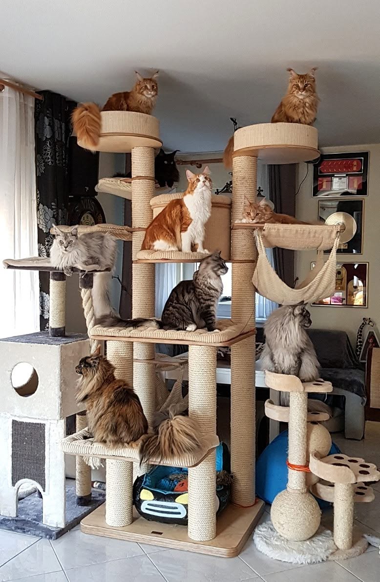 Les griffoirs peuvent sembler similaires sur les photos de produits, mais ce n'est qu'à l'usage quotidien que les différences de dimensions, de fonctionnalité et d'espace réellement disponible pour les chats deviennent visibles.Les griffoirs peuvent sembler similaires sur les photos de produits, mais ce n'est qu'à l'usage quotidien que les différences de dimensions, de fonctionnalité et d'espace réellement disponible pour les chats deviennent visibles.Les griffoirs peuvent sembler similaires sur les photos de produits, mais ce n'est qu'à l'usage quotidien que les différences de dimensions, de fonctionnalité et d'espace réellement disponible pour les chats deviennent visibles.