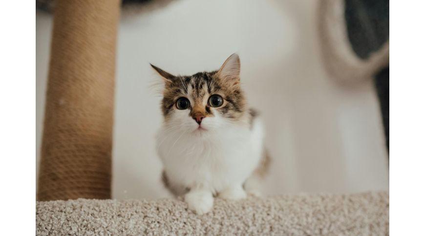 Un chat a-t-il vraiment besoin d’un griffoir ?