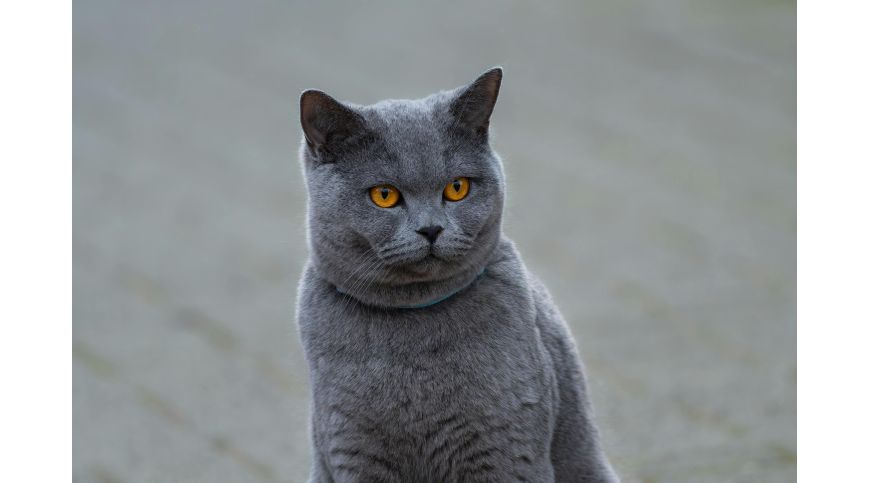 Griffoir pour un chat British Shorthair – que faut-il savoir avant l'achat ?