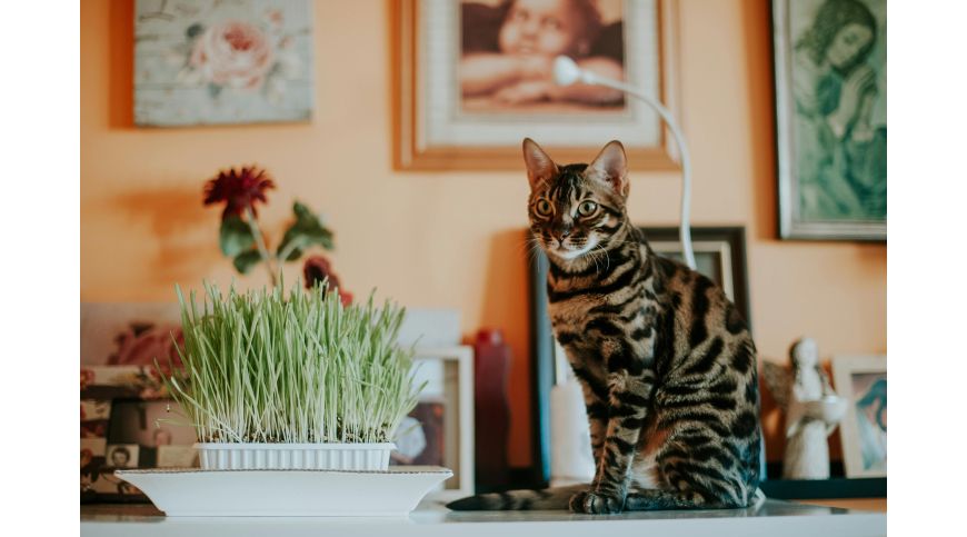 Prendre soin d’un chat pendant l’absence du propriétaire – comment choisir la meilleure solution?