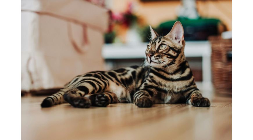 Quel arbre à chat choisir pour un Bengal?