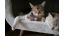 Comment préparer sa maison pour accueillir un nouveau chat?