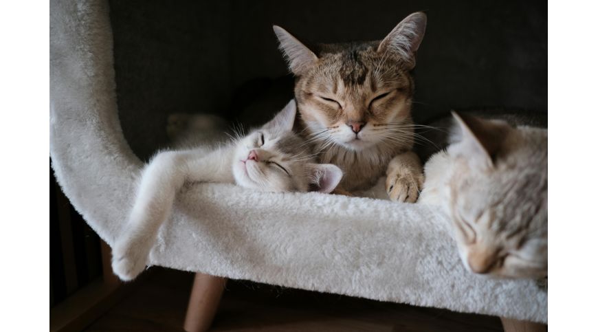 Comment préparer sa maison pour accueillir un nouveau chat?