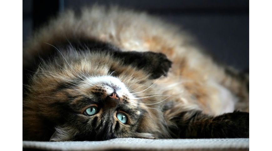 Meilleurs arbres à chat pour le chat des forêts norvégiennes – guide pour grandes races