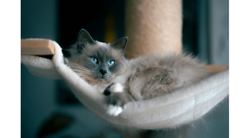 Arbres à chat muraux – À quoi faire attention avant l’achat ?