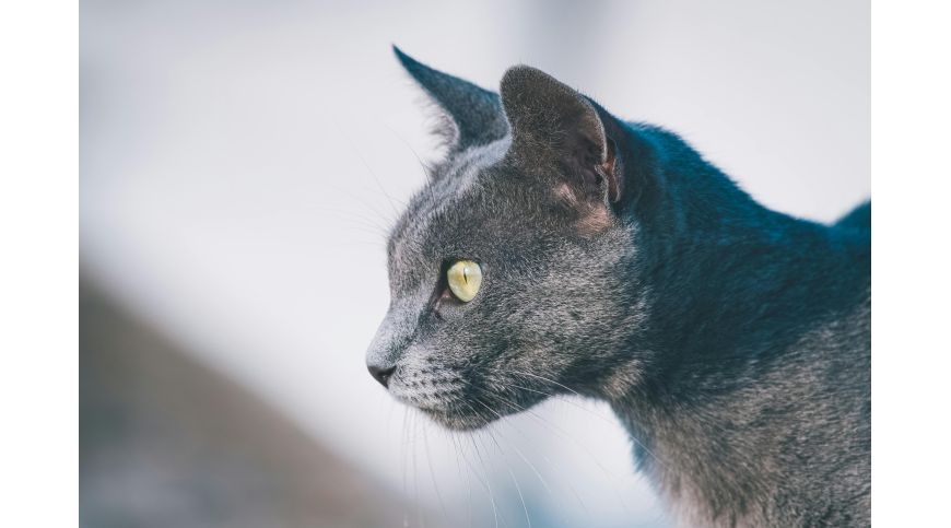 Quel arbre à chat choisir pour le chat Bleu Russe?