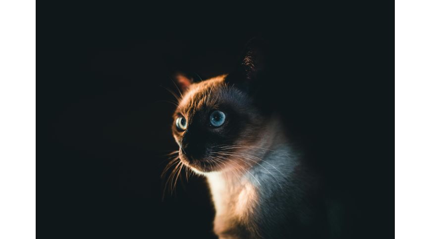  Comment choisir le griffoir idéal pour un chat siamois?