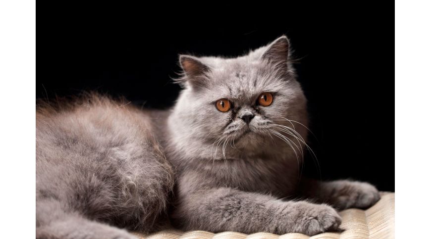 Arbre à chat pour chat persan – quel modèle choisir ?