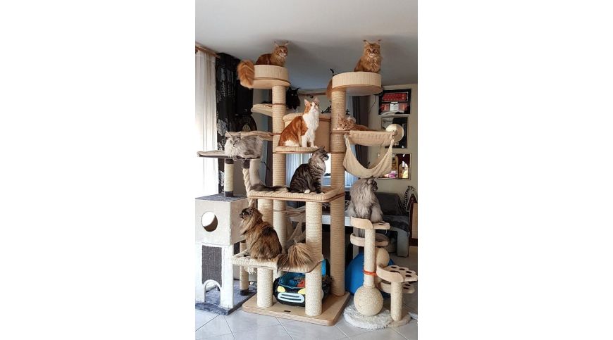GRIFFOIRS POUR CHATS - FAITS ET MYTHES